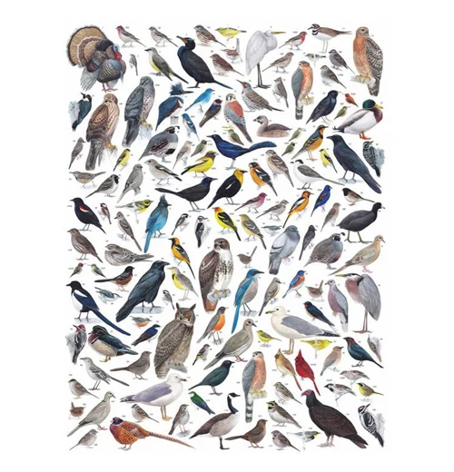 Birds of Western North America 1000-Piece Puzzle - Image 2