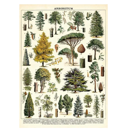 Botanical Poster Wrap - Image 2