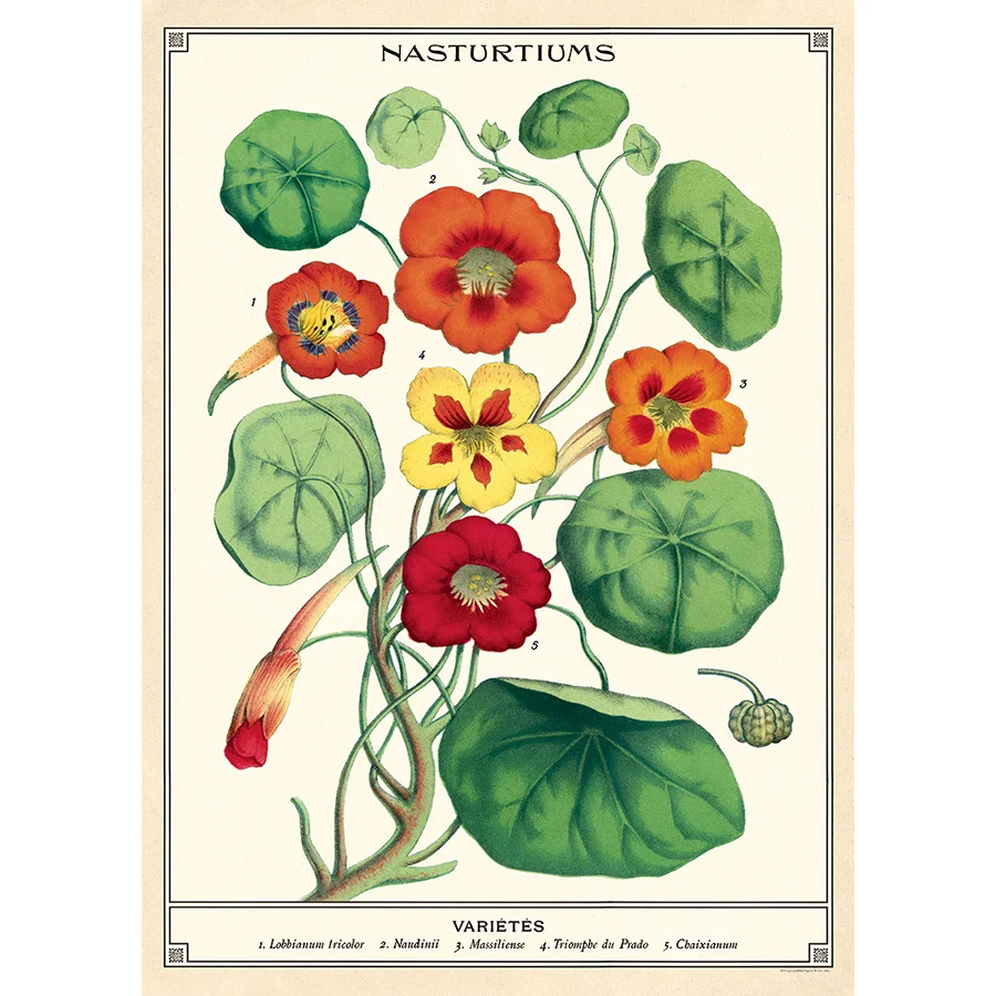 Botanical Poster Wrap - Image 38