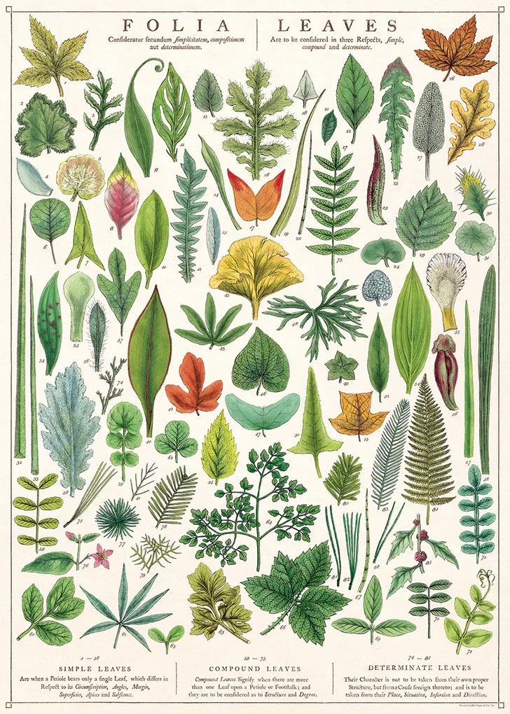 Botanical Poster Wrap - Image 43