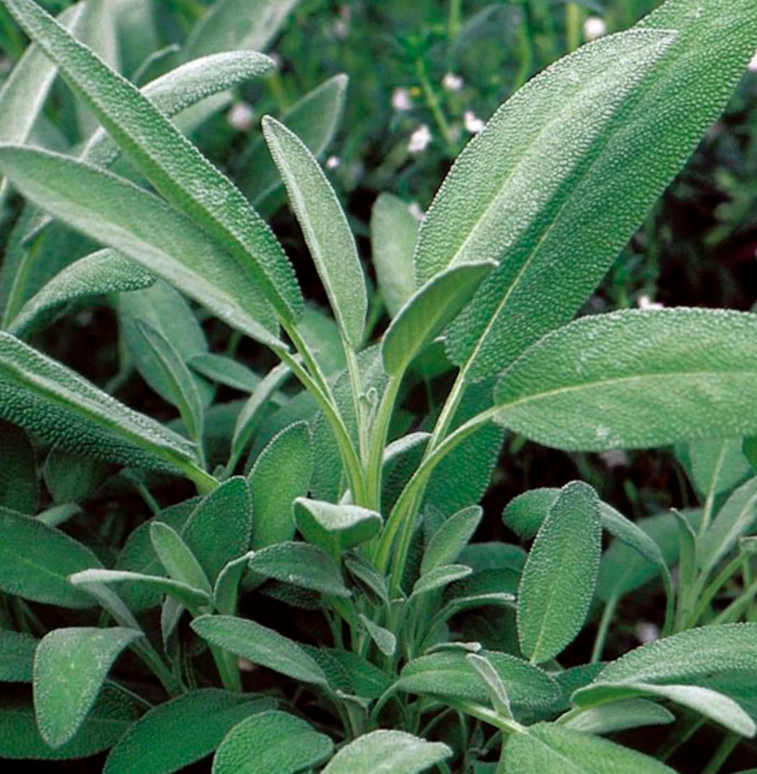 Seeds Broadleaf Sage Culinary Herb - Image 2