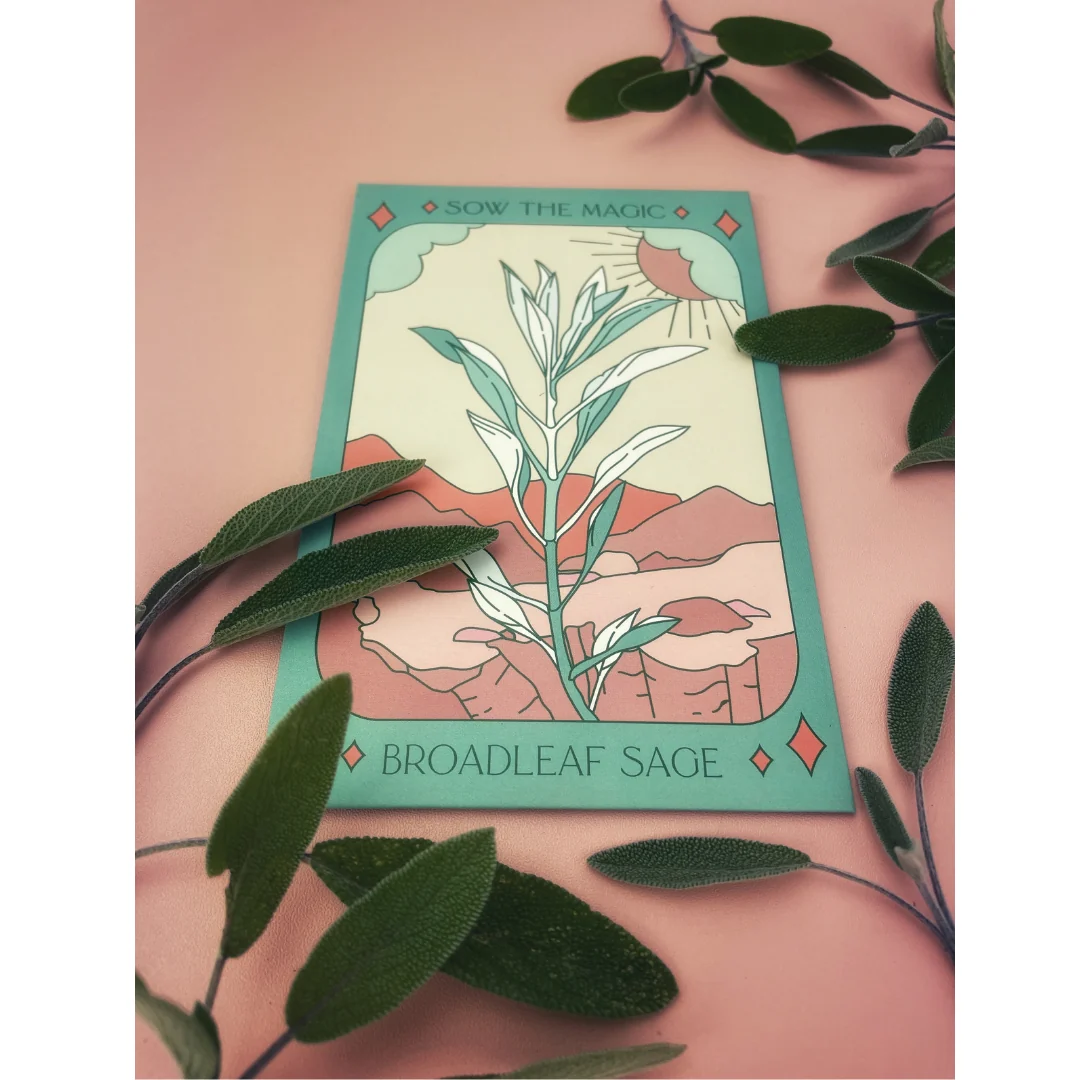 Seeds Broadleaf Sage Culinary Herb - Image 3