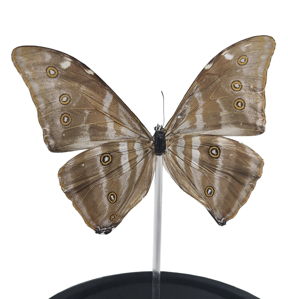 Adonis Morpho Butterfly Bell Jar - Image 2