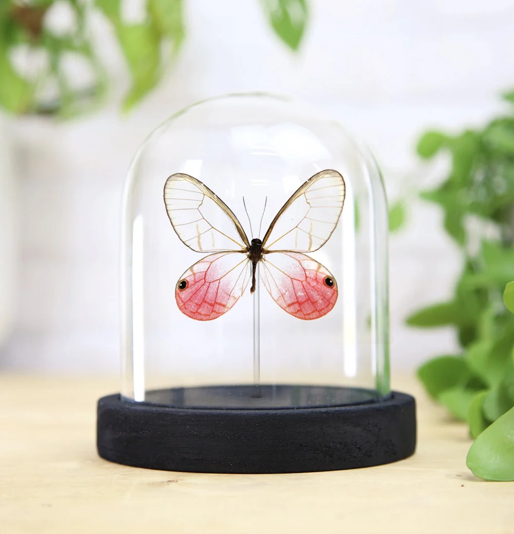 Blushing Phantom Butterfly Bell Jar - Image 2