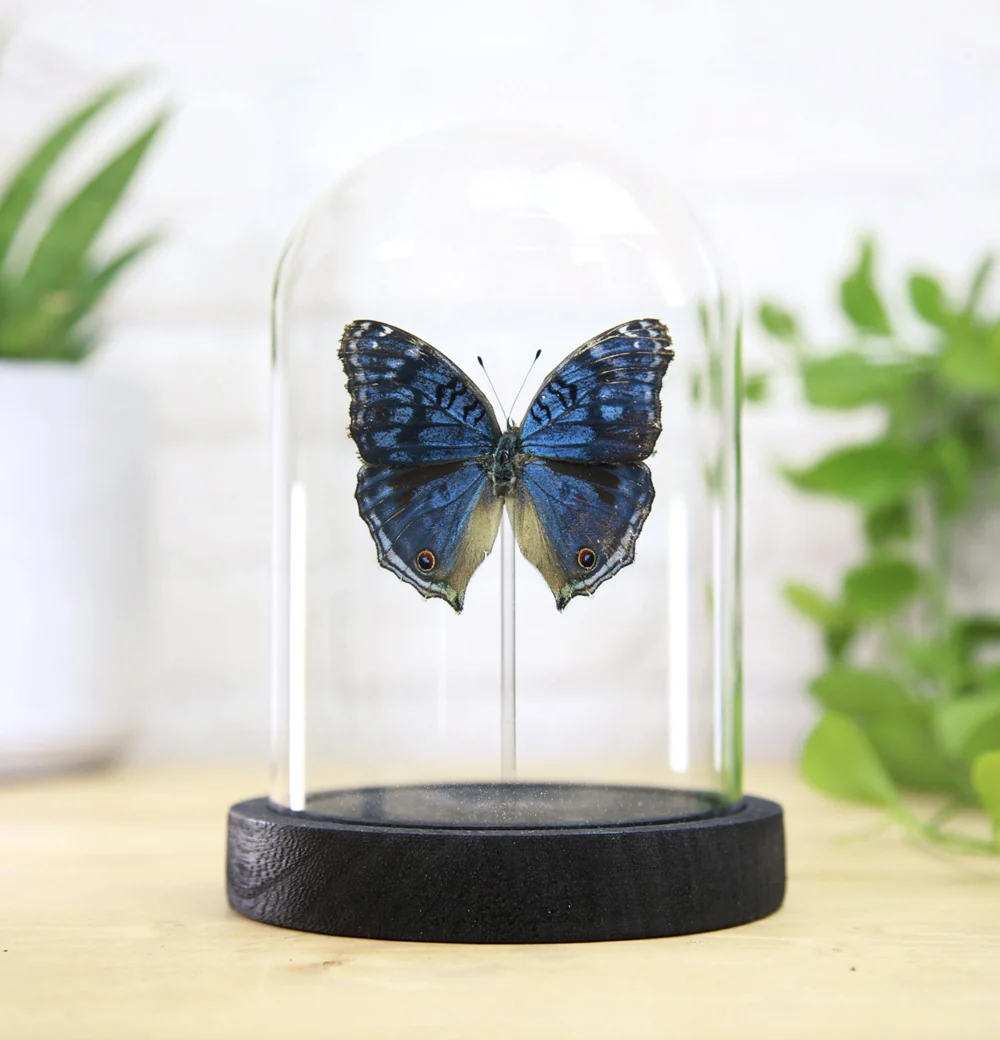 Brilliant Blue Pansy Butterfly Bell Jar - Image 3