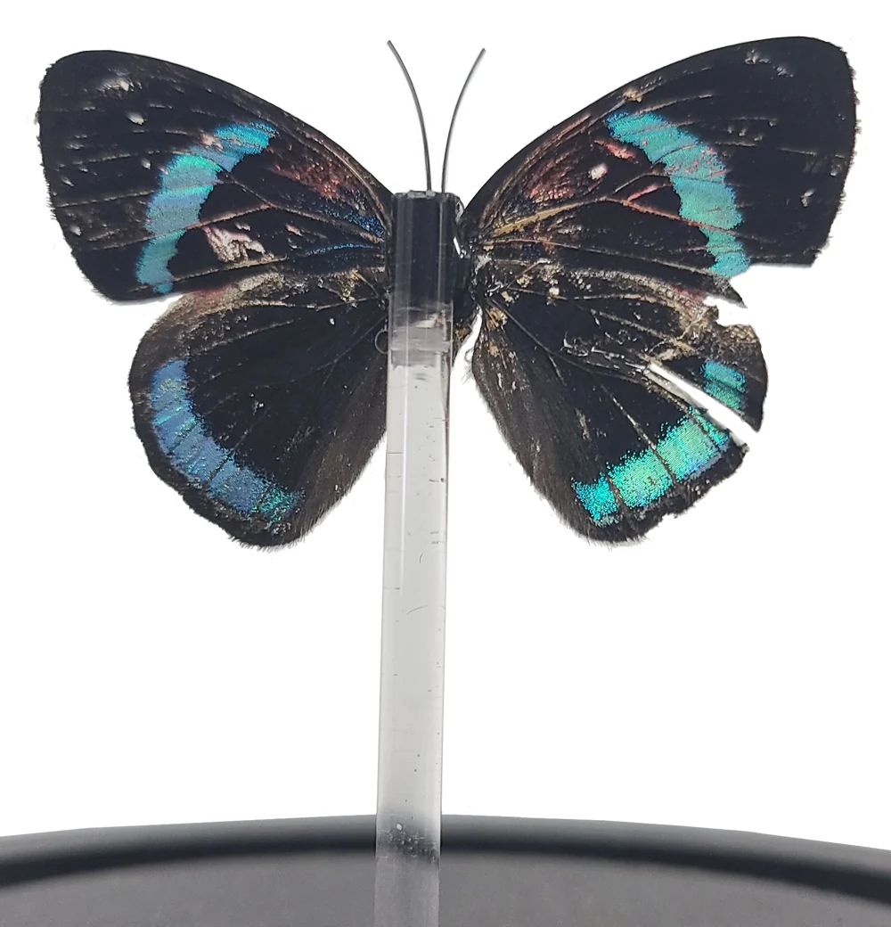 Cramer's Eighty-Eight Butterfly Bell Jar (Ventral Side) - Image 2
