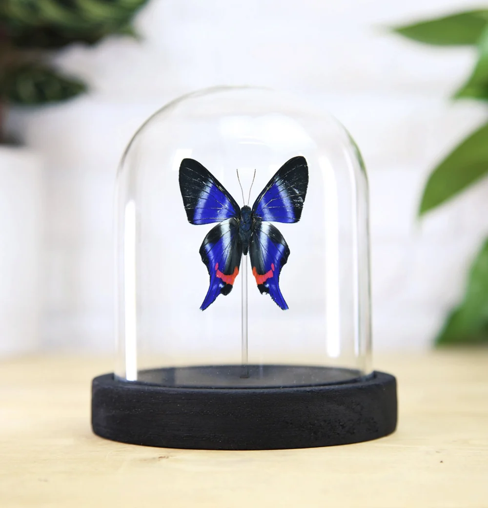 Dyson's Blue Doctor Butterfly Bell Jar - Image 3