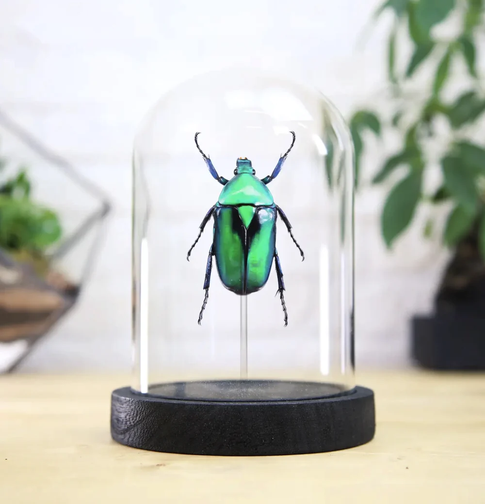Green Shiny Scarab Beetle Bell Jar - Image 3
