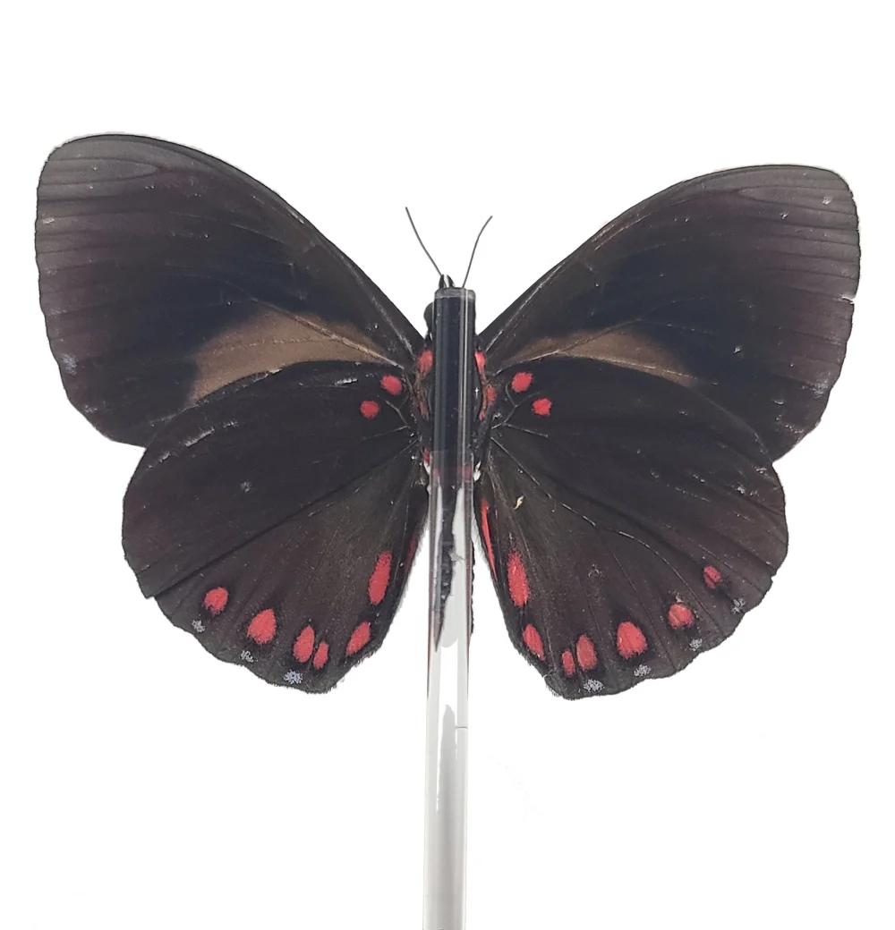 Starry Cracker Butterfly Bell Jar - Image 2