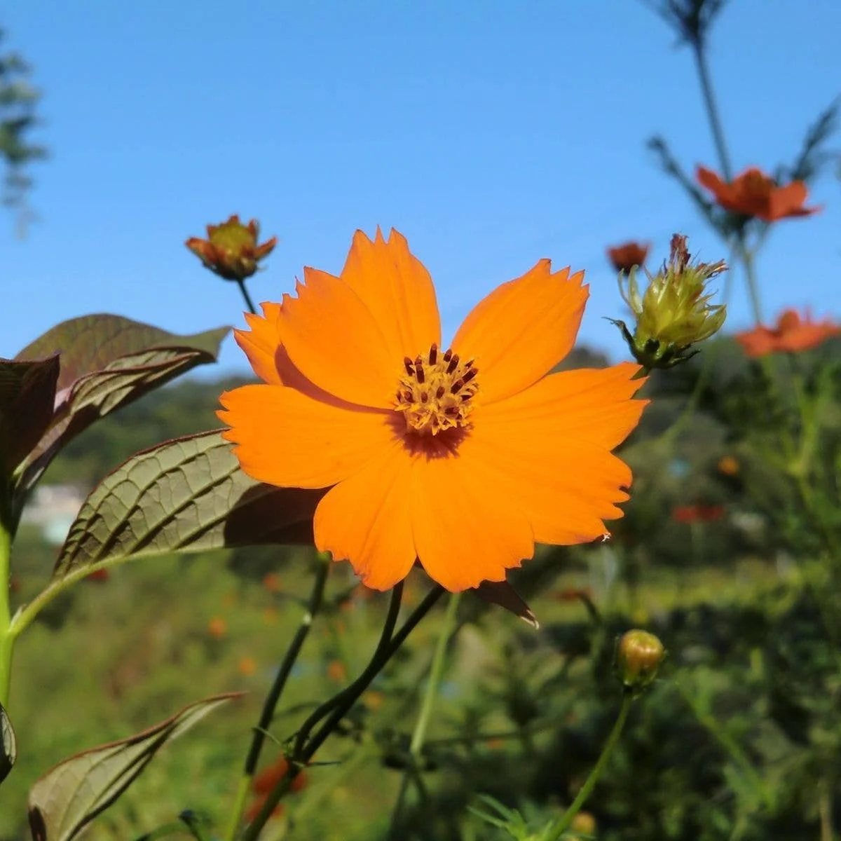 Seeds Diablo Cosmos - Image 2
