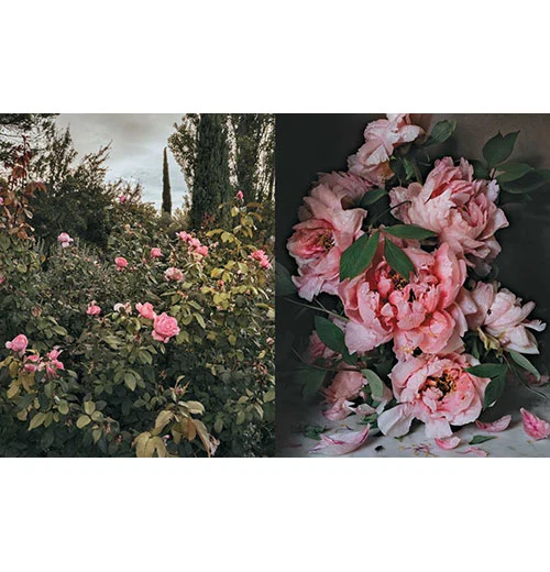 Flowers of Provence by Jamie Beck - Image 4