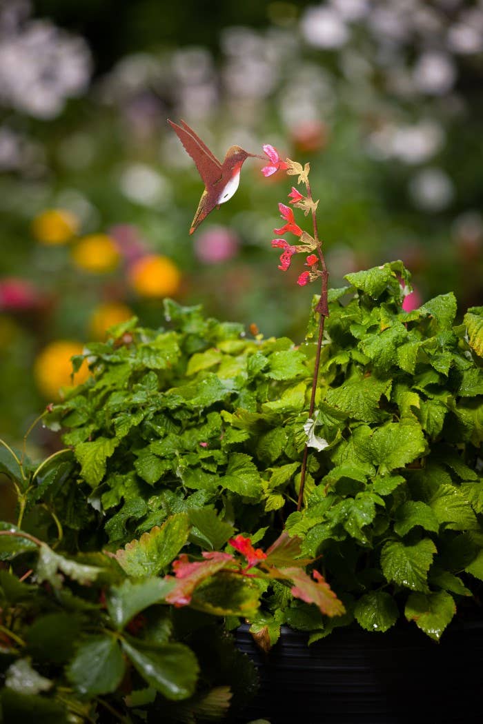 Hummingbird on Salvia Pick -Painted - Image 6