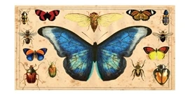 Insect Specimens Large Matchbox - Image 2