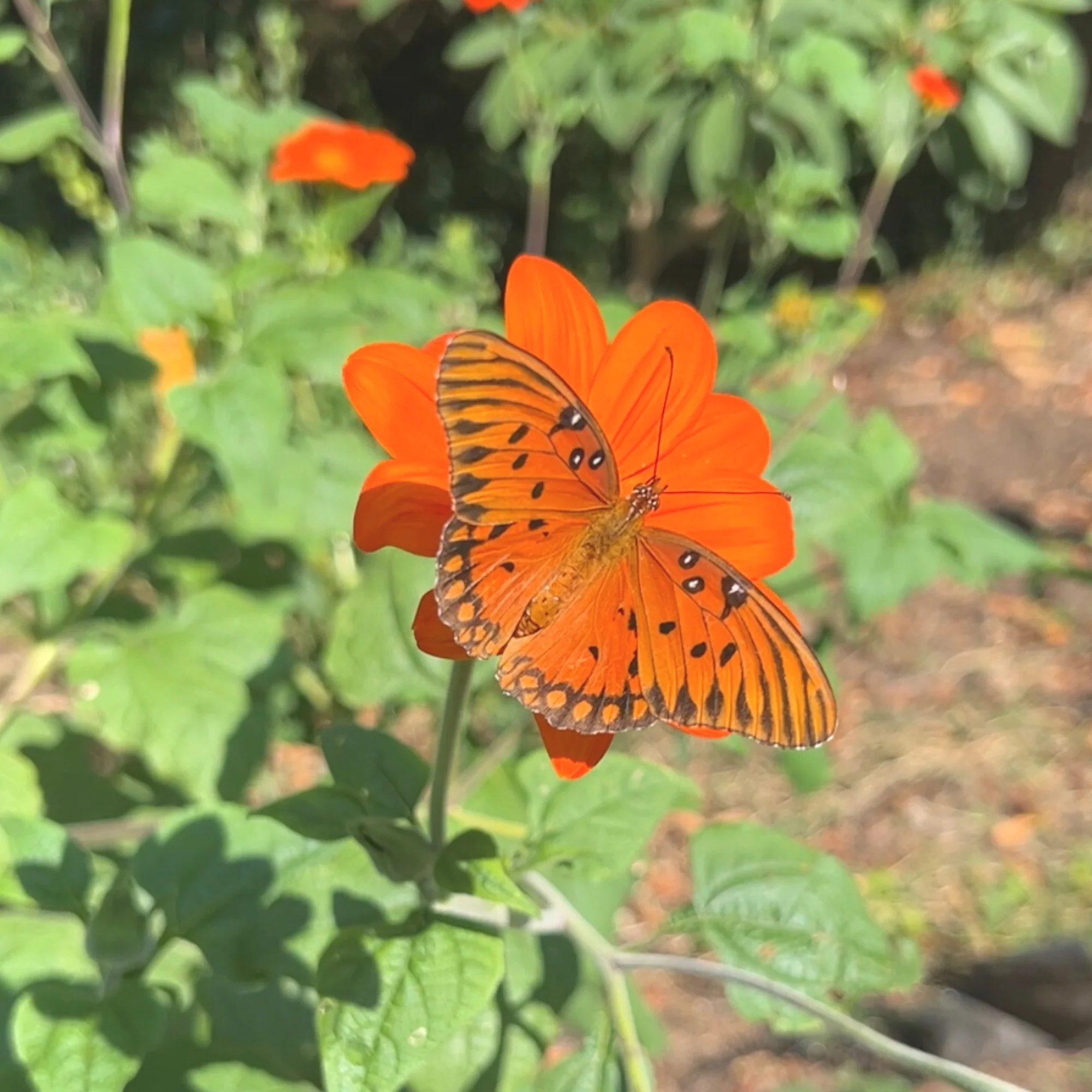 Seeds Mexican Sunflower - Image 2