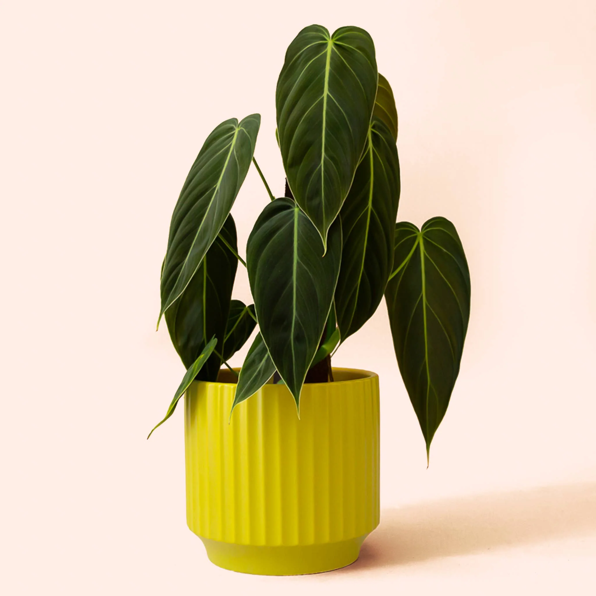 Monroe Planter | Palm : 6.75 inch - Image 2