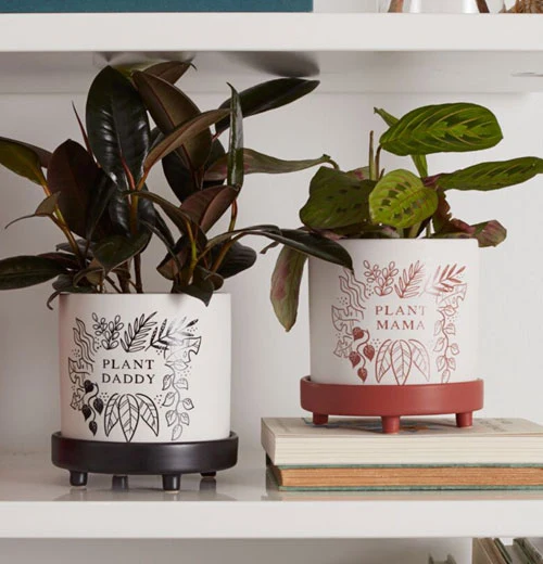 Plant Daddy Pot with Saucer - Image 2