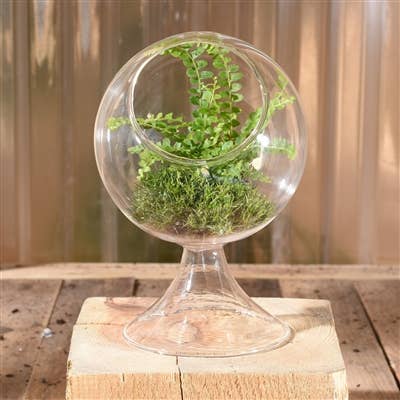 Sole Terrarium, Glass - Round, Sm - Image 4
