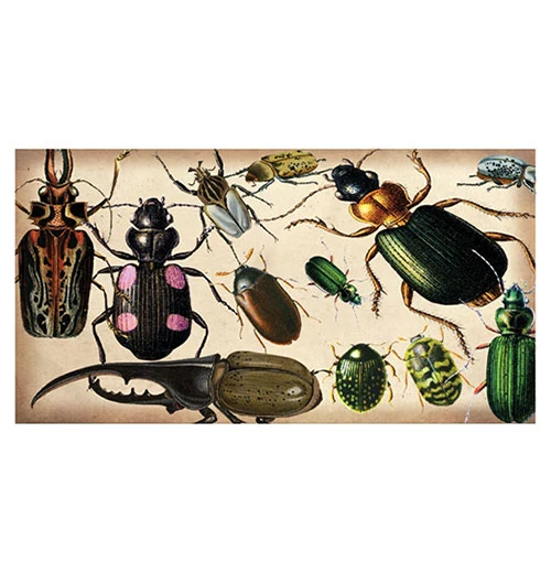 Specimen Beetles Large Matchbox - Image 4