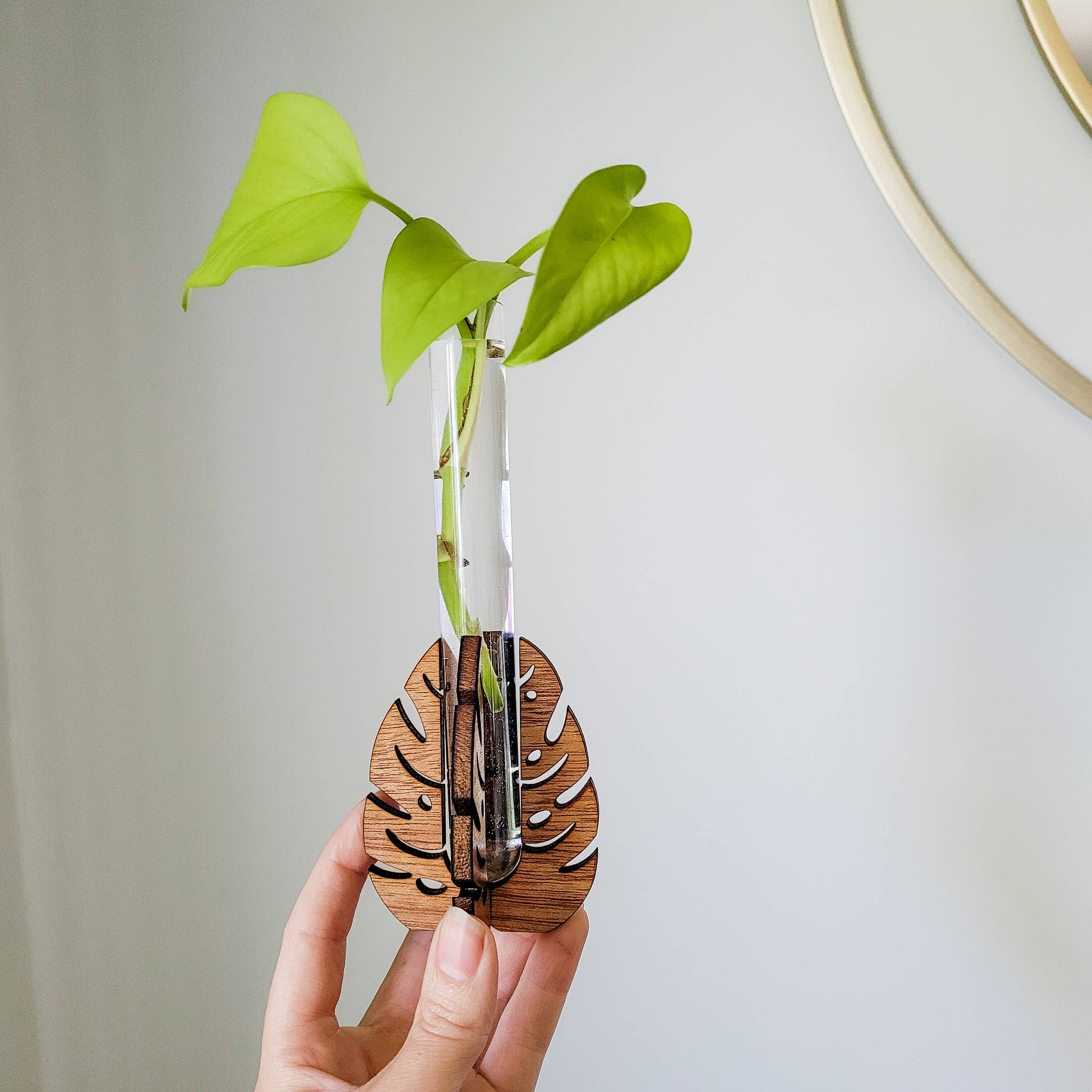 Test Tube Propagation Station Monstera Test Tube Holder - Image 2