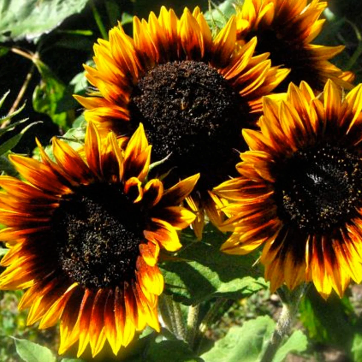 Seeds The Sunflower (Ring of Fire) Tarot Garden + Giftable Packet - Image 4