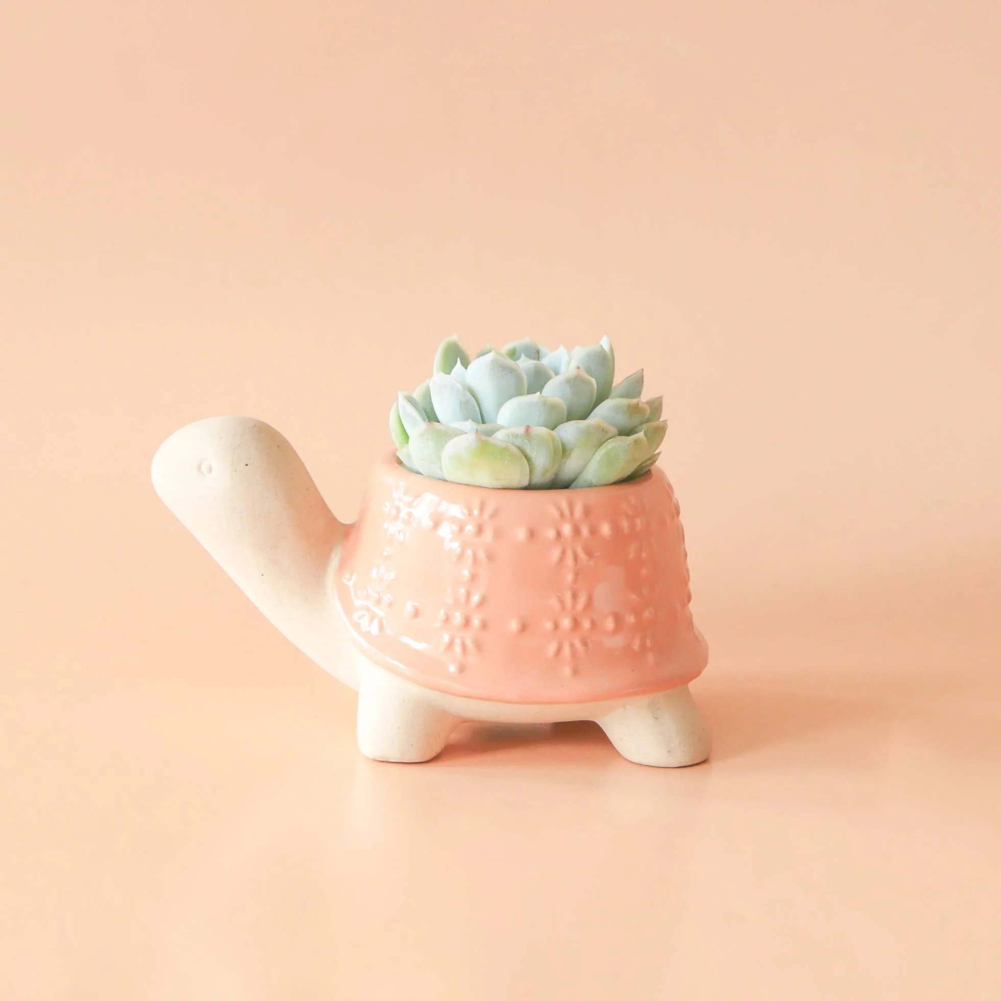 Turtle Planter | Sunset : Medium - Image 2
